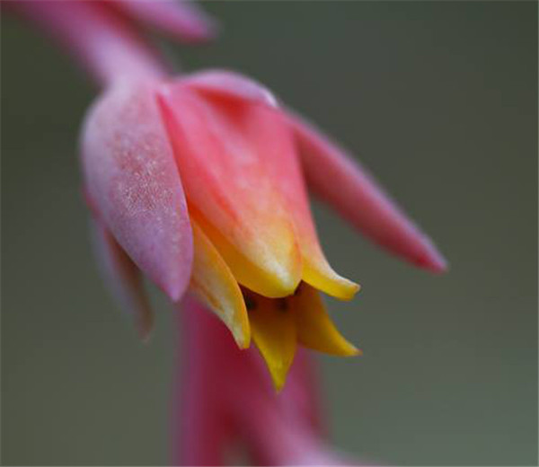 雪天使 Echeveria Snow Angel