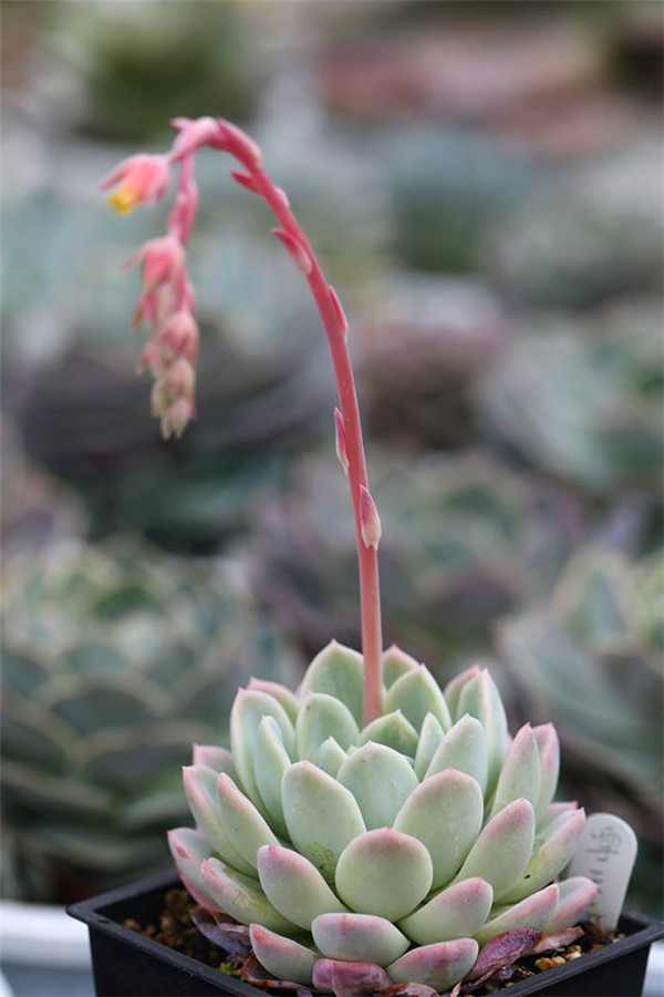 雪天使 Echeveria Snow Angel