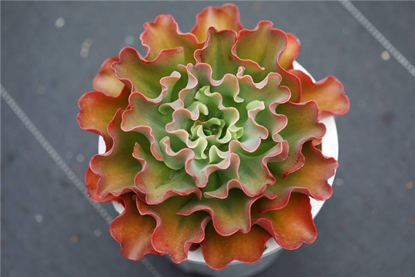 彩虹光芒 Echeveria Splendid Ray