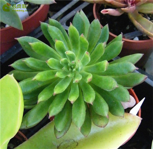 红辉殿/红辉艳 Echeveria Spruce-Oliver