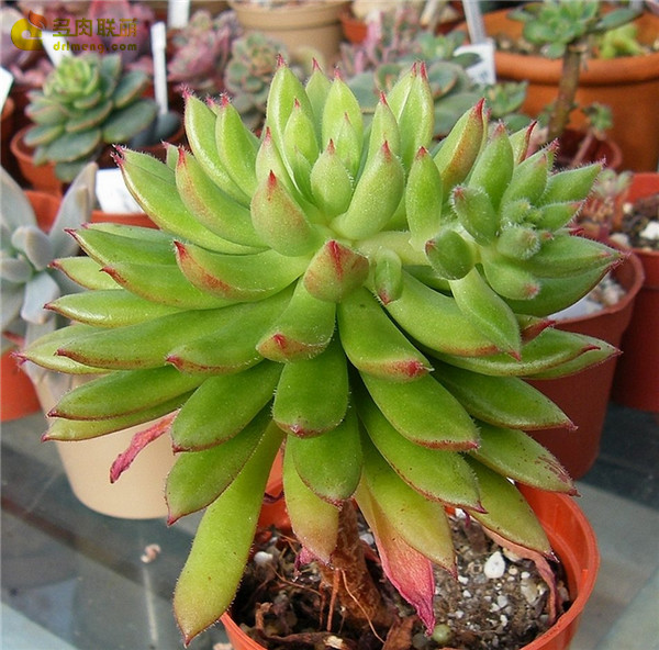 红辉殿/红辉艳 Echeveria Spruce-Oliver