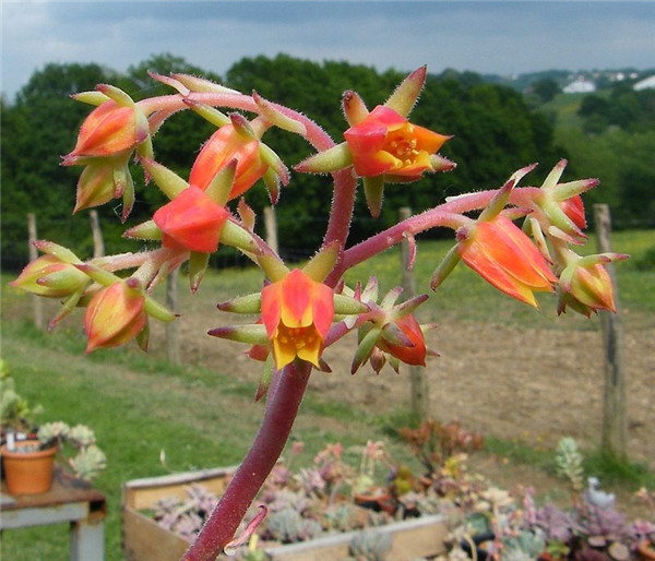 红辉殿/红辉艳 Echeveria Spruce-Oliver