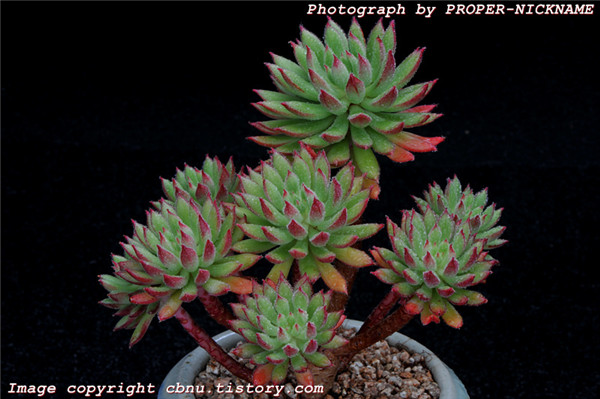 红辉殿/红辉艳 Echeveria Spruce-Oliver