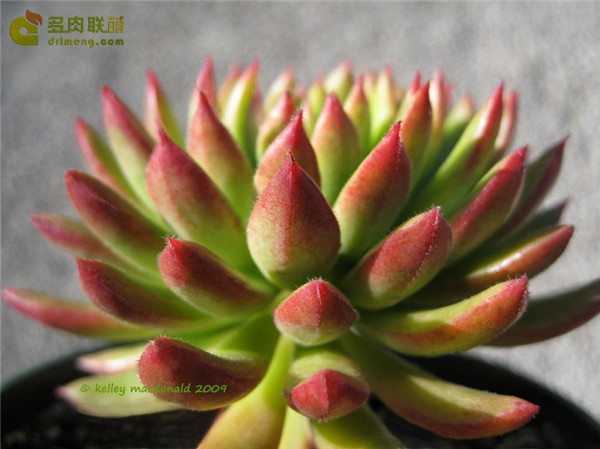 红辉殿/红辉艳 Echeveria Spruce-Oliver