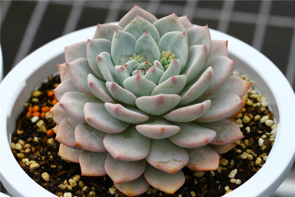 白鲸 Echeveria The Whale