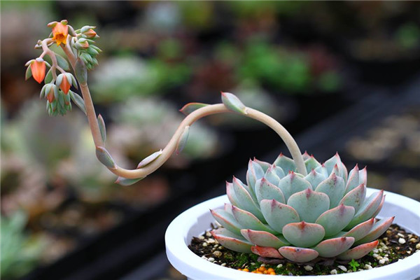 近似种白鲸 Echeveria The Whale