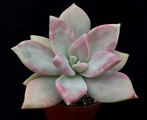 淡雪 Graptopetalum Victor Kane