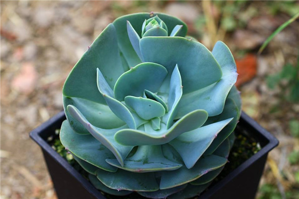 绿贝 Echeveria Viridi Shell