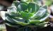 绿贝 Echeveria ‘Viridi Shell’