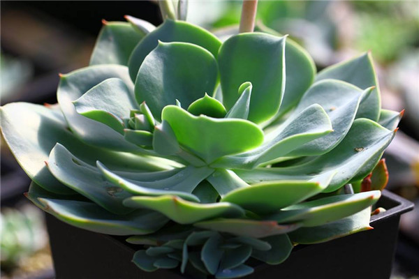 绿贝 Echeveria Viridi Shell