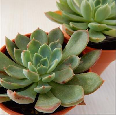 和神花 Echeveria Wajin-bana