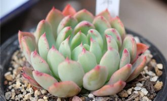 和神花 Echeveria ‘Wajin-bana’