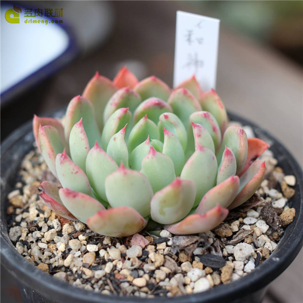 和神花 Echeveria Wajin-bana