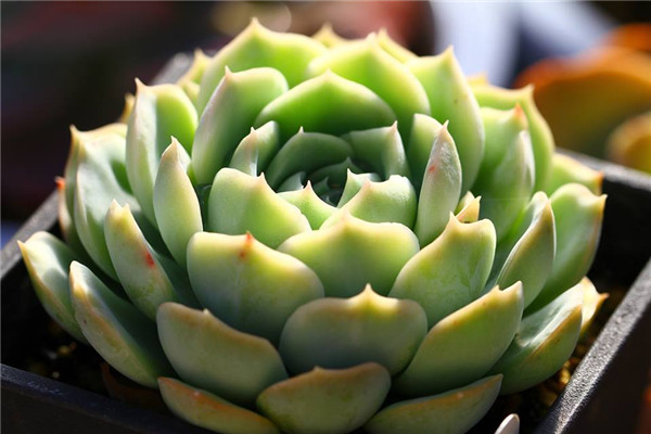 白水晶 Echeveria White Crystal