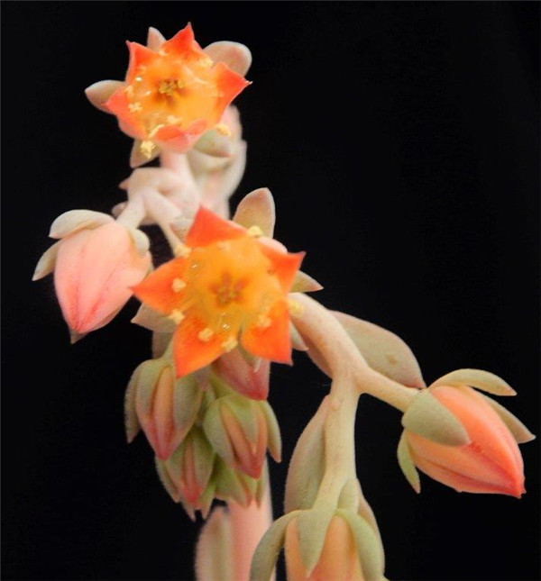 白水晶 Echeveria White Crystal