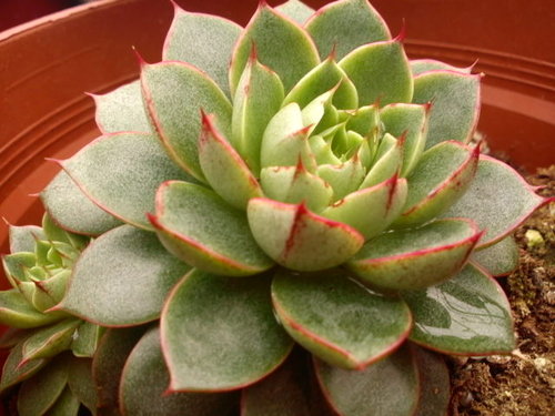 大和美尼 Echeveria Yamatomini