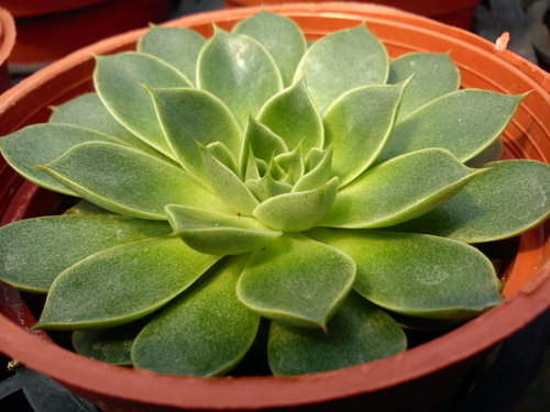 大和美尼 Echeveria Yamatomini