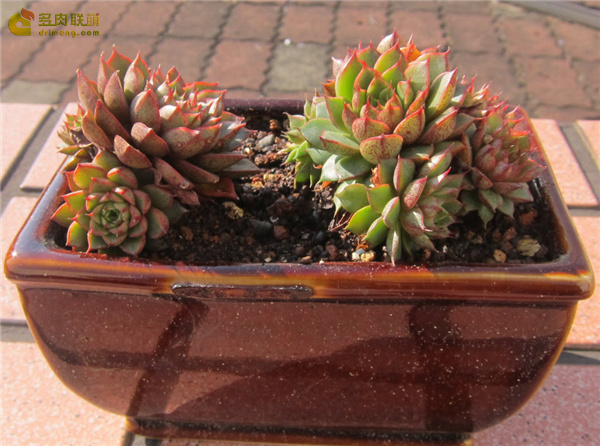 大和美尼 Echeveria Yamatomini