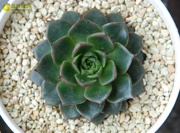 大和美尼 Echeveria Yamatomini