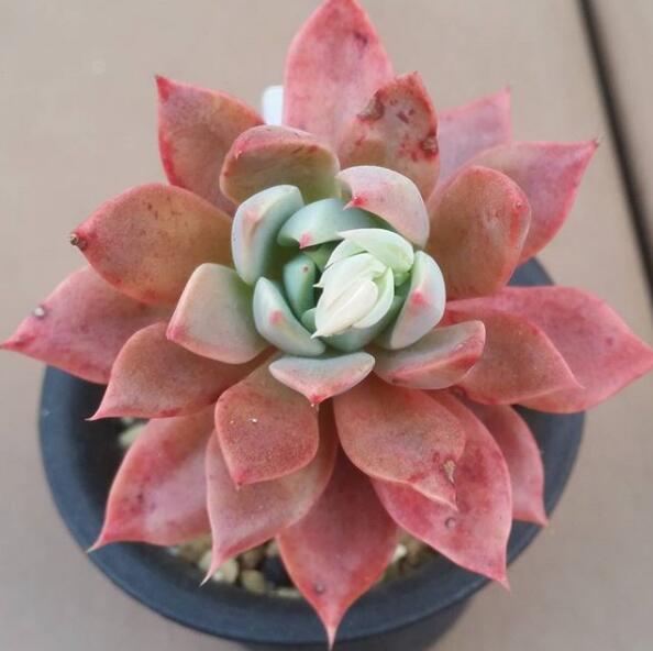大和之蔷薇 Echeveria Yamato-no-Bara