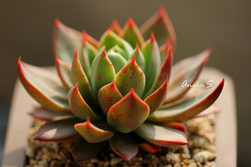 大和之蔷薇 Echeveria Yamato-no-Bara