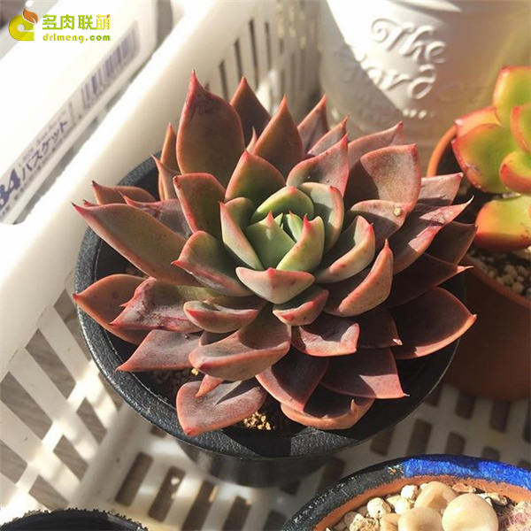 大和之蔷薇 Echeveria Yamato-no-Bara