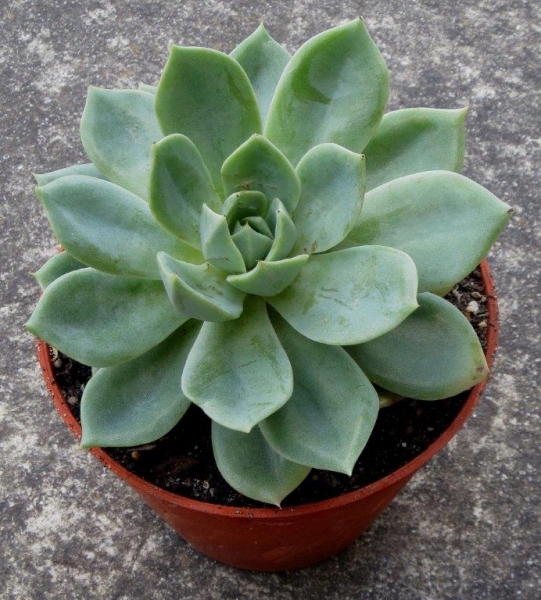 大和神 Echeveria Yamatojin