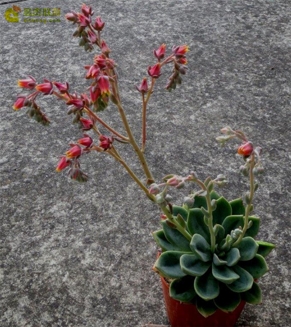 大和神 Echeveria Yamatojin