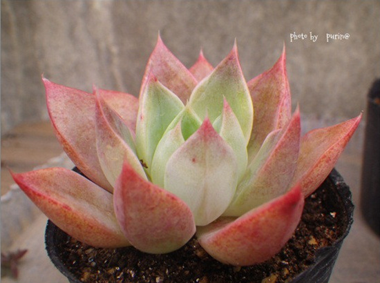 大和神 Echeveria Yamatojin