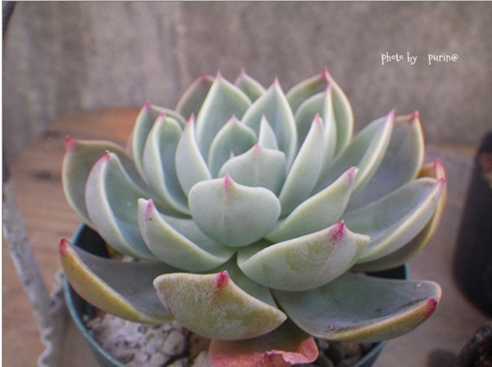 大和神 Echeveria Yamatojin