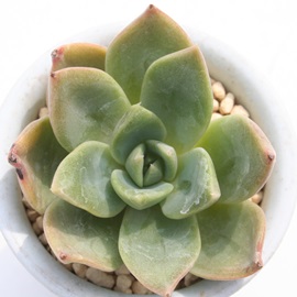 大和神 Echeveria Yamatojin