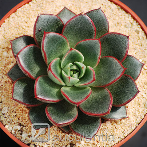 大和美尼 Echeveria Yamatomini