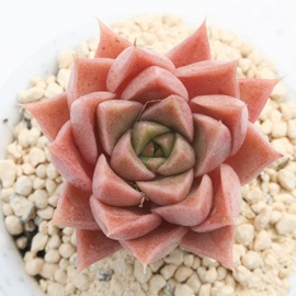 大和之宴 Echeveria  Yamatonoutage