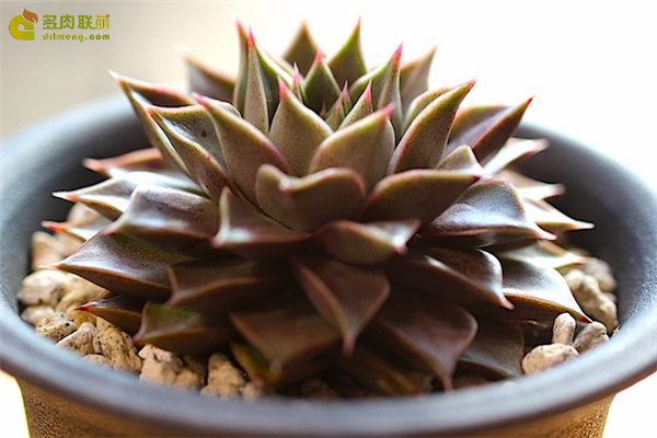 大和之宴 Echeveria  Yamatonoutage