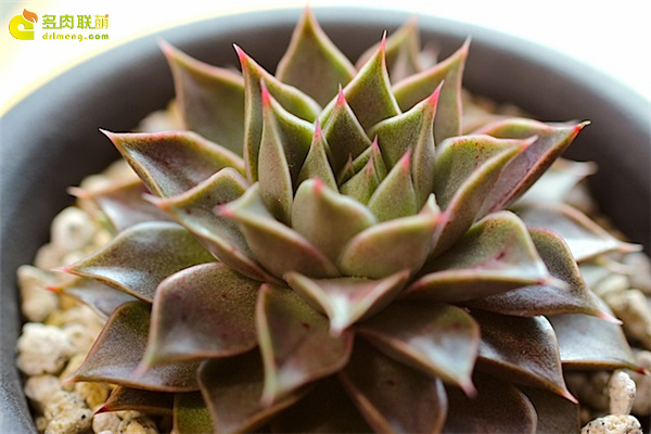 大和之宴 Echeveria  Yamatonoutage