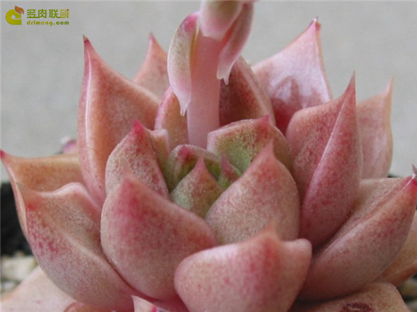 大和之宴 Echeveria  Yamatonoutage