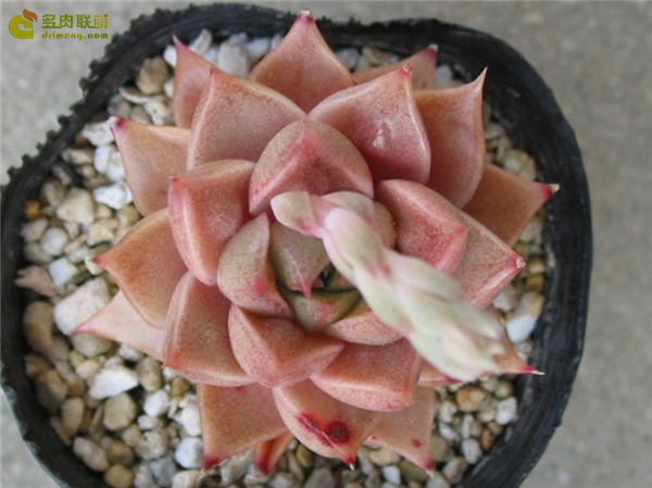 大和之宴 Echeveria  Yamatonoutage