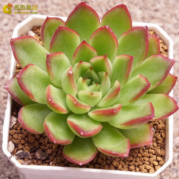 大和莲 Echeveria Yamato-ren