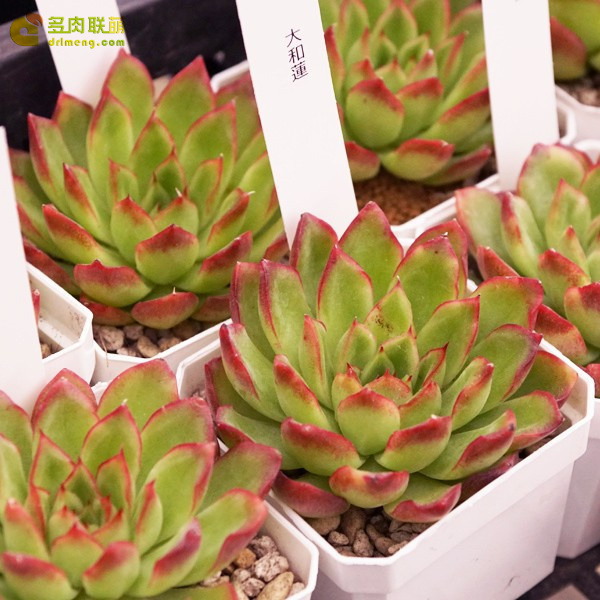 大和莲 Echeveria Yamato-ren