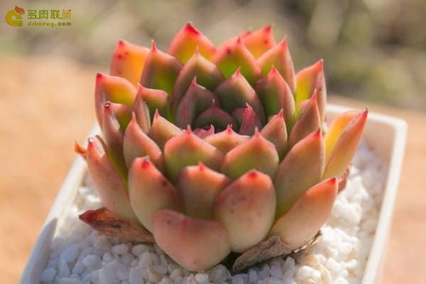 大和莲 Echeveria Yamato-ren