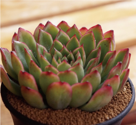 大和莲 Echeveria Yamato-ren