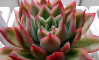 大和莲 Echeveria ‘Yamatoren’