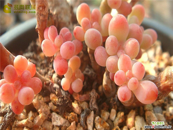 爱心Sedum pachyphyllum thin blue form