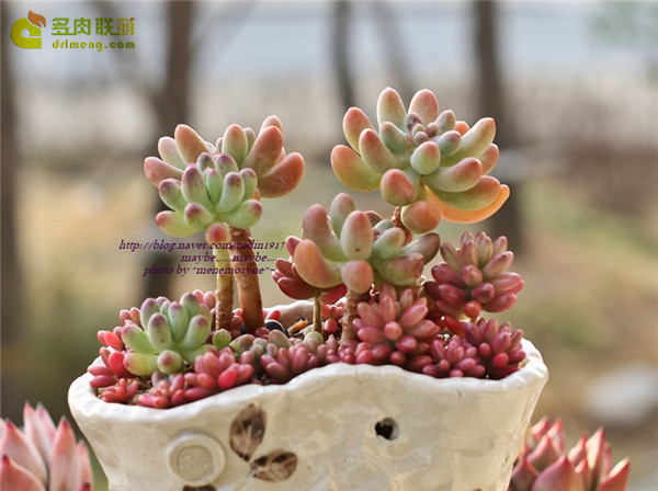 爱心Sedum pachyphyllum thin blue form