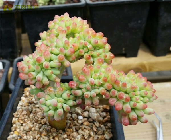 爱心Sedum pachyphyllum thin blue form