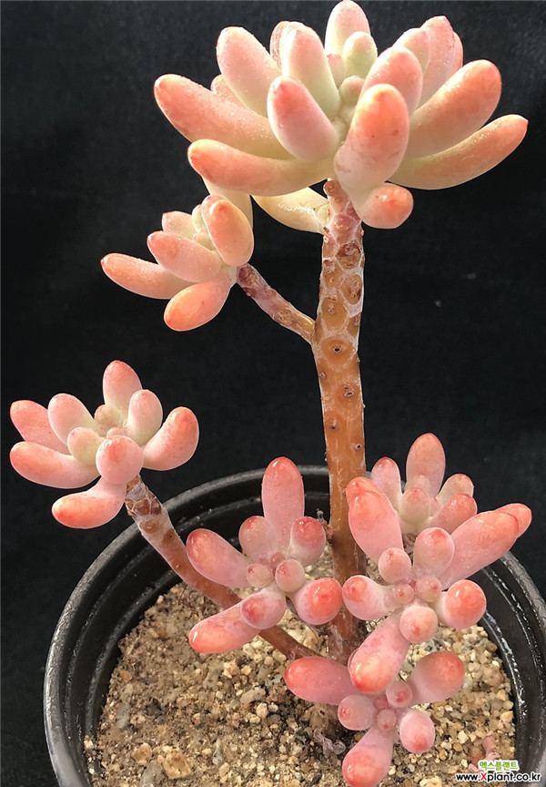 爱心Sedum pachyphyllum thin blue form