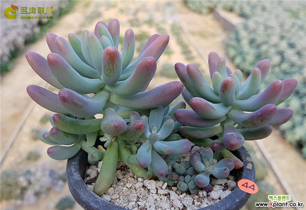 爱心Sedum pachyphyllum thin blue form