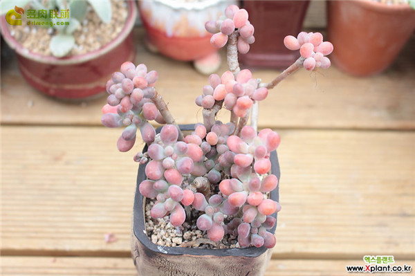 爱心Sedum pachyphyllum thin blue form