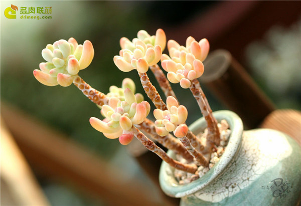 爱心Sedum pachyphyllum thin blue form