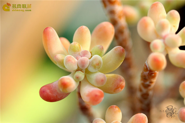 爱心Sedum pachyphyllum thin blue form